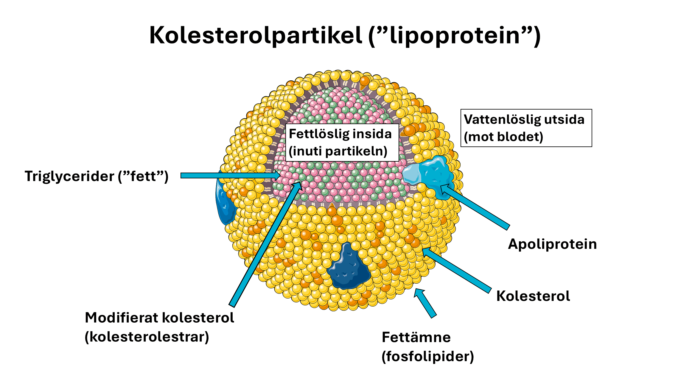 Lipoprotein (transportpartikel)