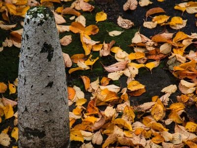 fall