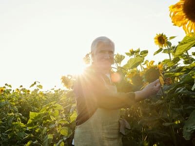 Sunflowers