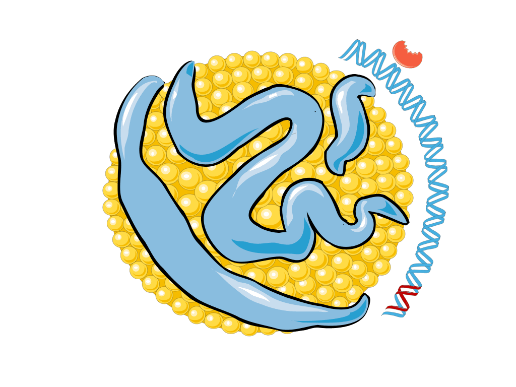 Lp(a) kolesterolpartikel